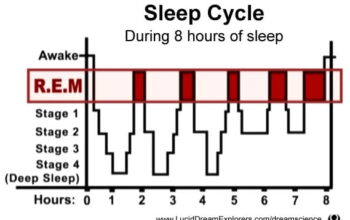 sleep_cycle_REM_8_hour_graph